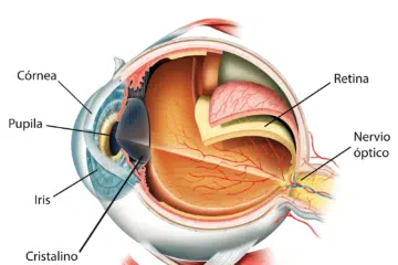 Bubells - Anatomía del ojo
