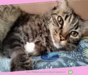 Productos Cuánticos 3 Efecto accesorios cuánticos en animales | Bubell´s
