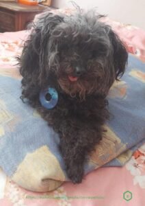 Productos Cuánticos 4 Efecto accesorios cuánticos en animales | Bubell´s
